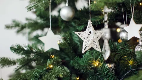 Árboles navideños naturales en Tijuana 2024 ¿Dónde los venden y cuánto cuestan?