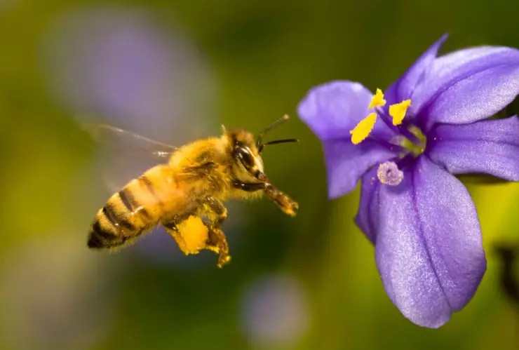 Soñar abejas VLA 12 abr 18