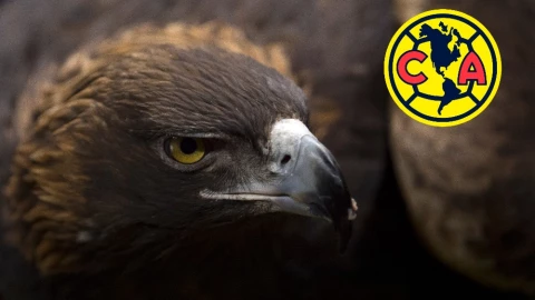 Club Am&eacute;rica M&eacute;xico