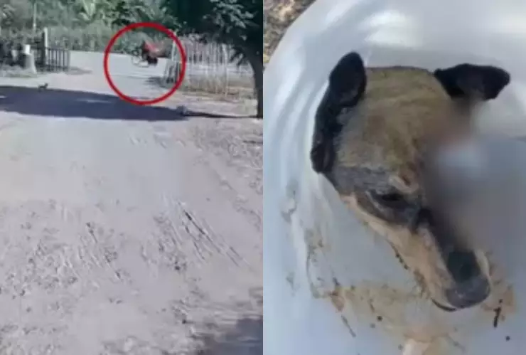 Maltrato-animal-en-Sinaloa