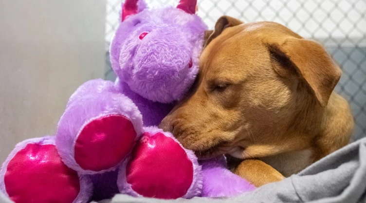perro_unicornio.jpg