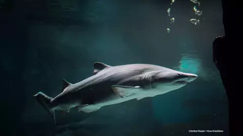 ataques tiburón covid-19.jpg