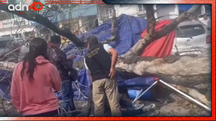 Enorme árbol cae sobre puestos de comida en el Edomex