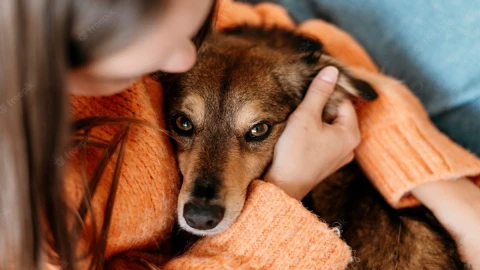 evita estrés en mascotas por pirotecnia