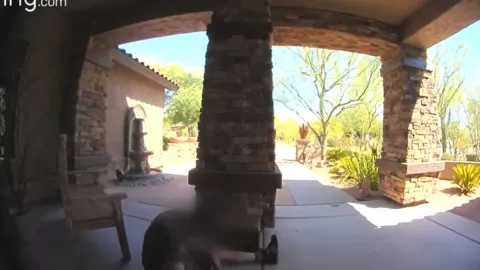 Un repartidor de UPS se desvanece por el calor en Arizona al entregar paquete.