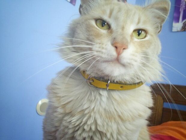 gato 1