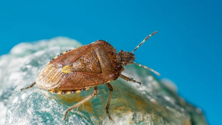 picadura chinche enfermedad de chagas