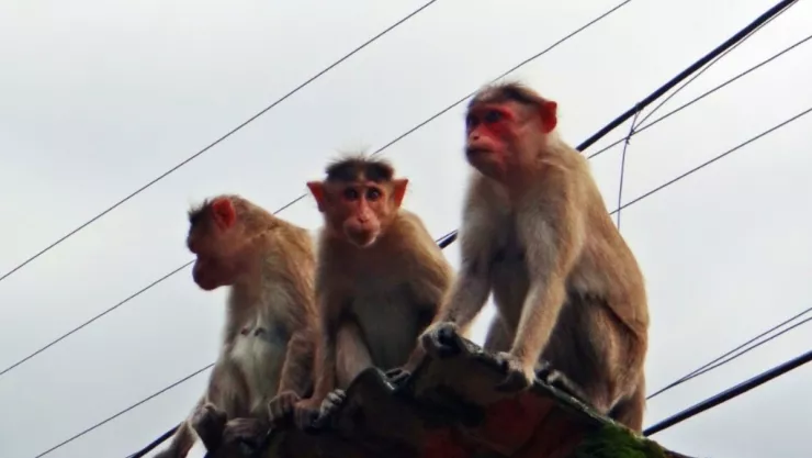 Mono, ladrillo, India a.jpg