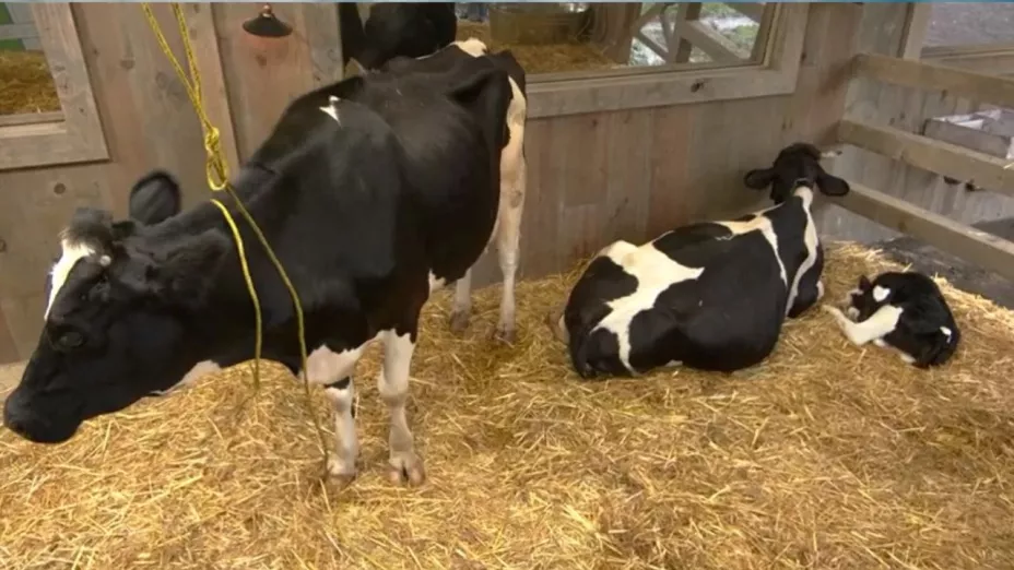 Tiktokers conocieron a las vacas y el becerrito de La Granja VIP.