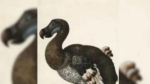 Dodo