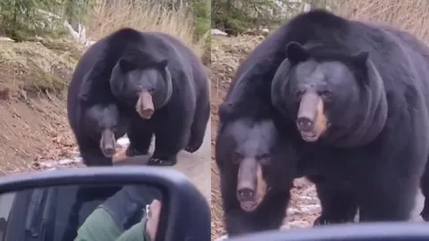 ¡Asombroso VIDEO! Captan a extraño oso con DOS CABEZAS caminado sobre una carretera