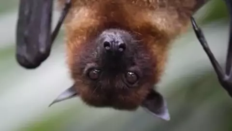 Murciélago