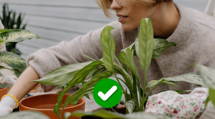 Expertos en plantas de interior coinciden: “Estas son las especies más fáciles de cuidar”