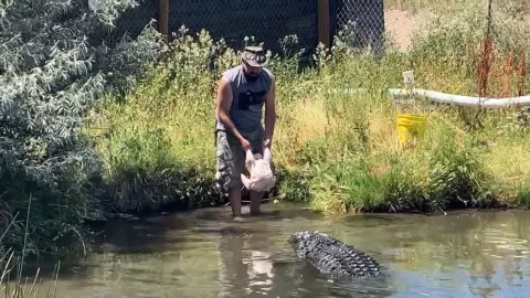 Trabajador de Zoológico se salva de milagro de un caimán