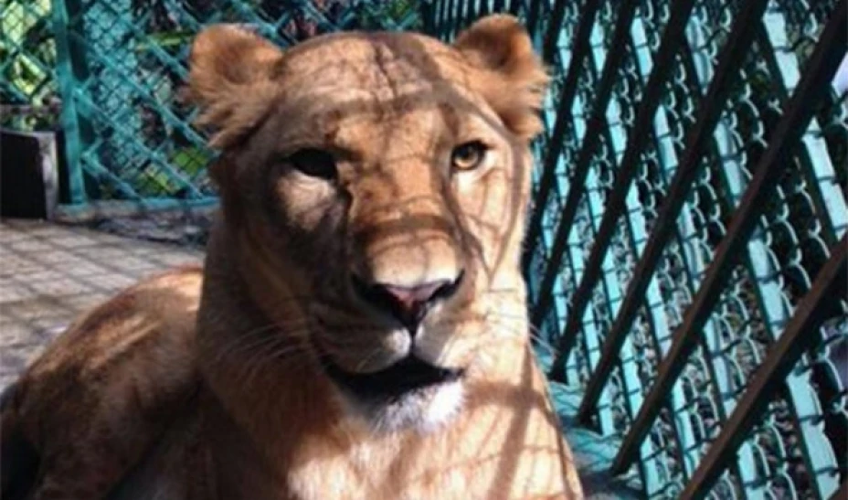 Una leona africana fue rescatada del restaurante de un hotel en la colonia San Miguel Chapultepec, en el Distrito Federal