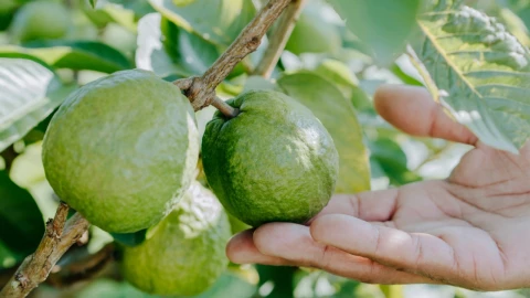 El potente abono casero que hará crecer rápido un árbol de guayaba