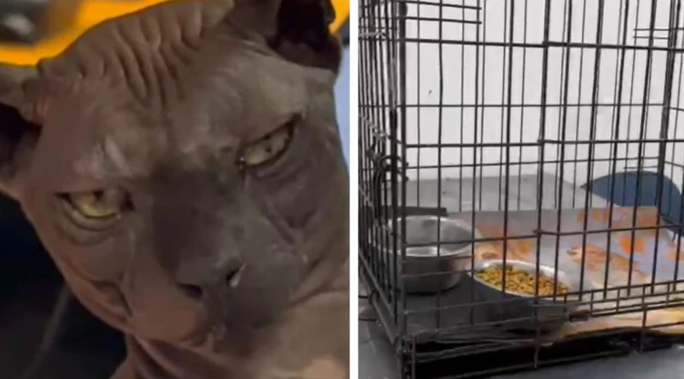 Gato egipcio adopcion Ciudad Juárez Texas