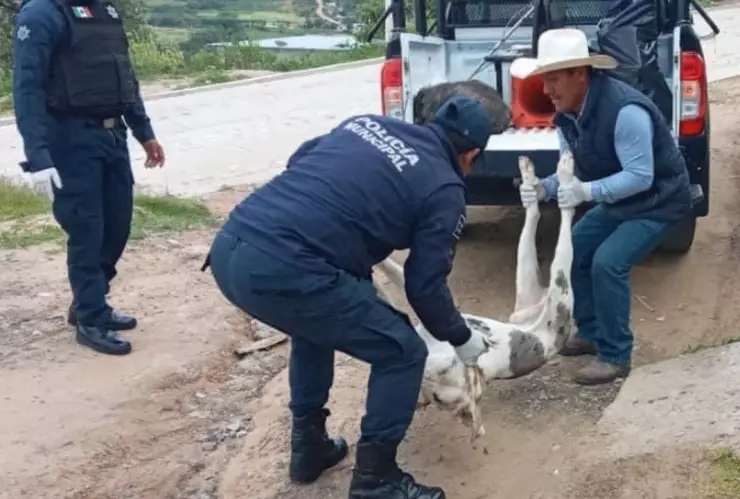 envenenan y matan 15 perros oaxaca