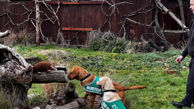 perritos pangolín