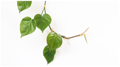 planta de interior poto