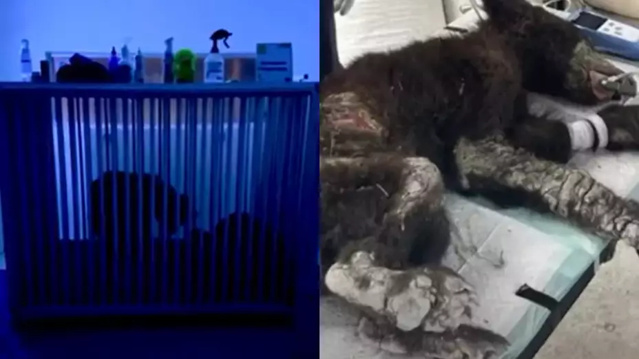 Osa Mina, Nuevo León