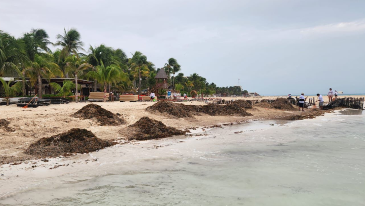 Isla Mujeres_ Recolectan cerca de 200 toneladas de sargazo de playas durante el fin de semana.jpg