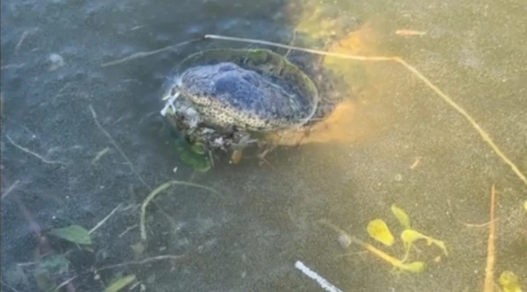 una vista del hocico del reptil rodeado de hielo