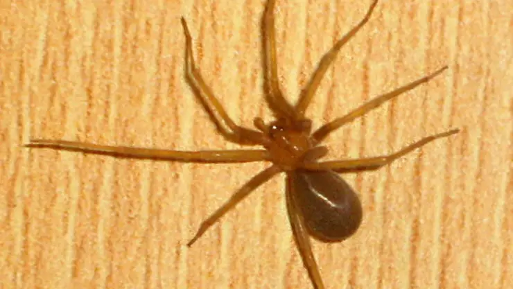 Araña violinista