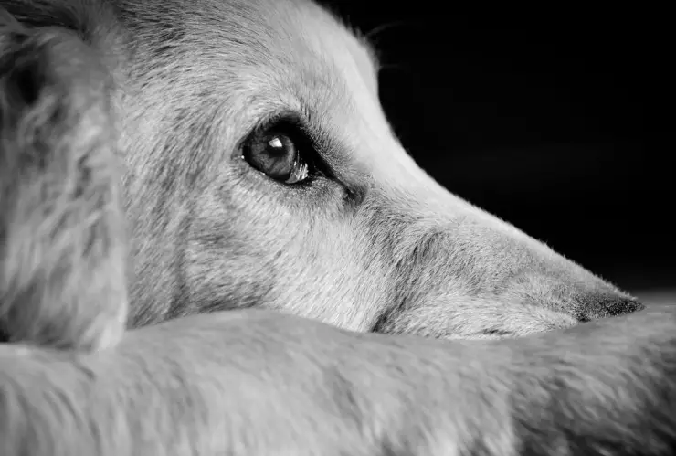 Exigen justicia para “Martha”, perrita atacada con un machete