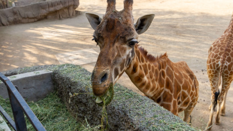 Así fue como Fortunata celebró sus 33 años en el Zoológico de Chapultepec