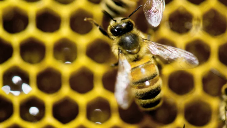 ue prohibe pesticidas que afectan a las abejas