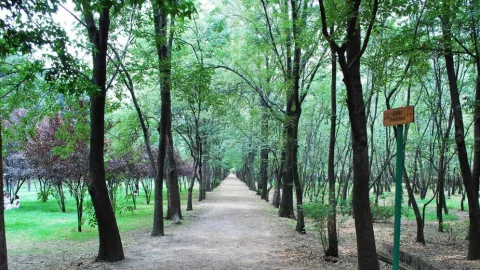 Viveros de Coyoac&aacute;n