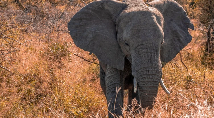 elefante salvaje India personas.jpg