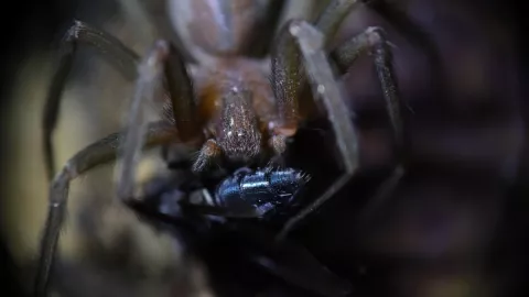 arana-violinista-dedos-turista