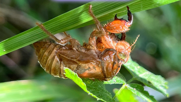 Las chicharras se comen las plantas de tu jardín.