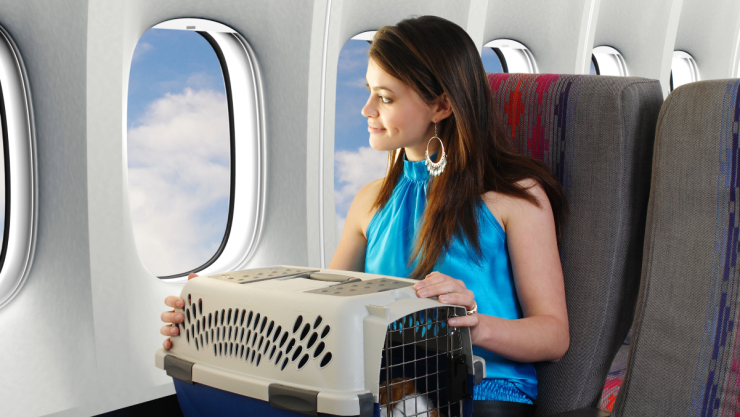 Qué requisitos necesito para viajar en avión con mi mascota.jpeg