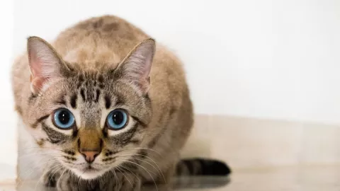 gatos atigrados, rayas b.jpg