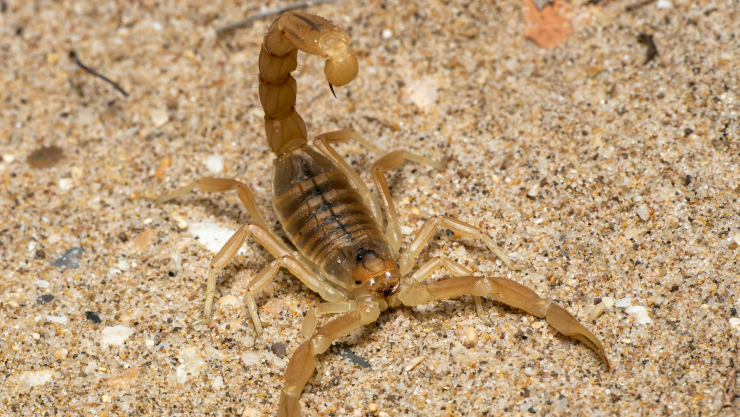 Plantas para ahuyentar alacranes