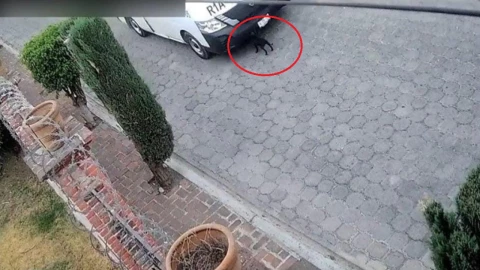 chofer combi vinculado a proceso por atropellar a perrita en Atlixco