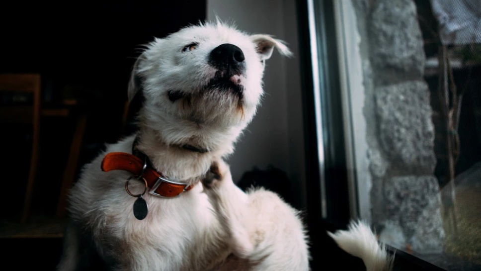 Insectos que pueden ser peligrosos para tu perro