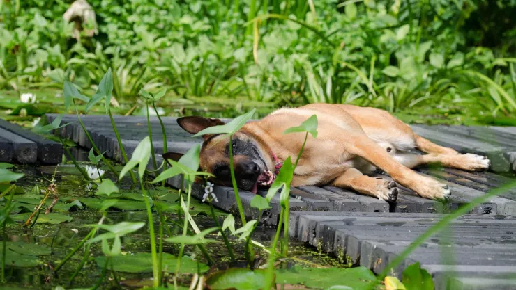 Conoce cuál es el pronóstico del clima hoy 12 de agosto en Tonalá