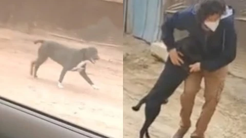 PERRITO LOGRA QUE LO ADOPTEN