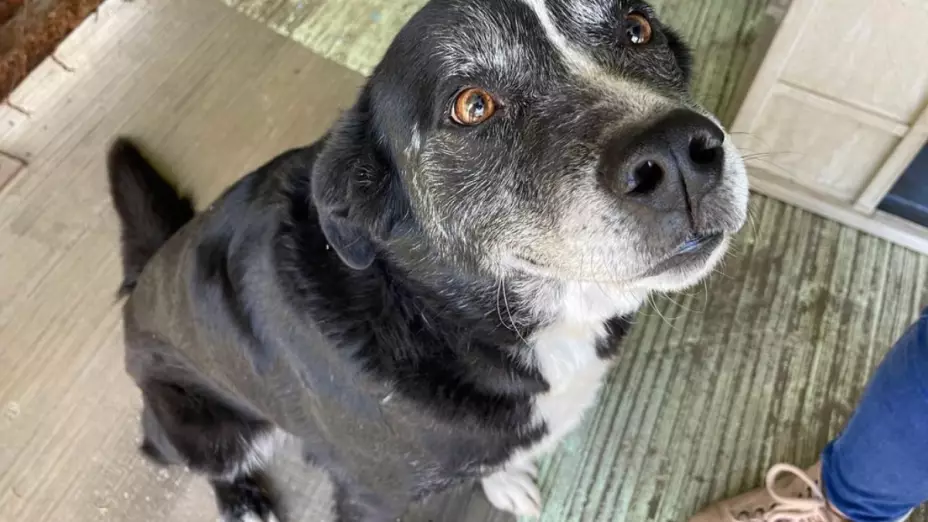 Cómo adoptar perrito rescatado Metro CDMX