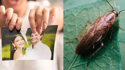 Nombra una cucaracha como tu ex para el 14 de febrero