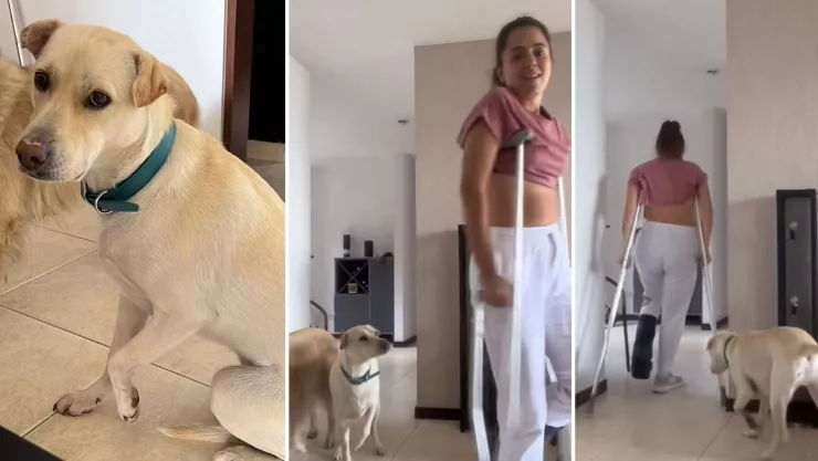 perrito empático cojea junto a su dueña en muletas y se viraliza en redes sociales.jpg