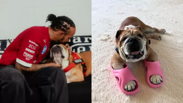 roscoe-perrito-lewis-hamilton-miles-pesos-celebridad.jpg