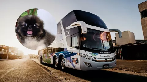 Composición de imágenes de un autobús de pasajeros y de un perro.