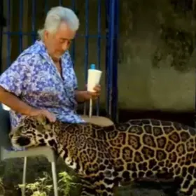 Pepe Tigre Cancún: Quién es José Juárez Gil, el hombre que cuida un jaguar en la zona hotelera