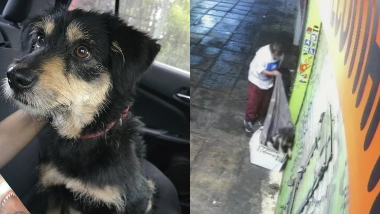 De-dormir-en-la-calle-a-vivir-en-una-casa-adoptan-a-perro-que-le-robaron-su-cobija-en-Iztapalapa