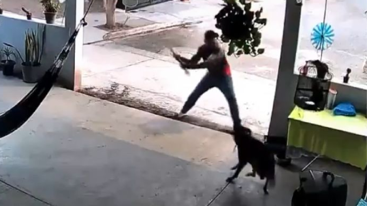Sujeto agrede a perro Toto